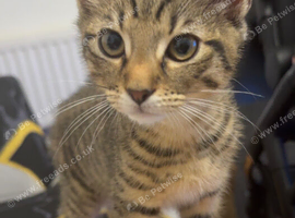 Kiteen tabby