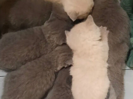 British shorthair kitten