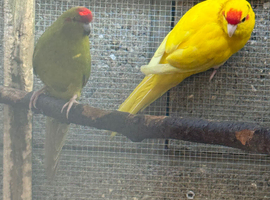 kakariki