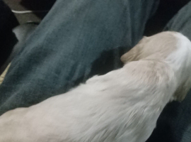 Cockerpoo