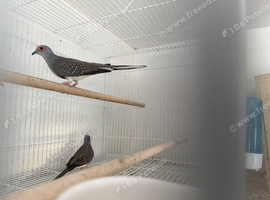 Pair of stunning diamond doves