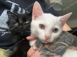 4 month male khao manee kitten for sale