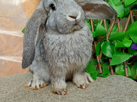 French lop ready now