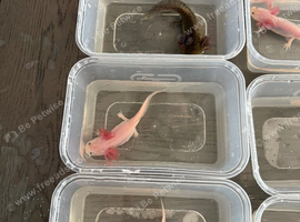 Rescue Axolotl Looking For New Homes