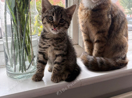 ONE MALE KITTEN READY NOW