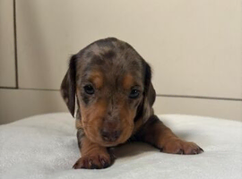 Miniature dachshund puppies