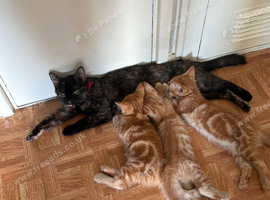 Ginger kittens
