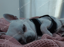 Sweet boy Chihuahua ready for rehome