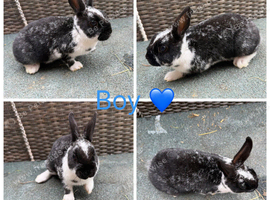 2 Stunning Mini Rex Brother's