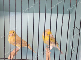 New Colour Canaries