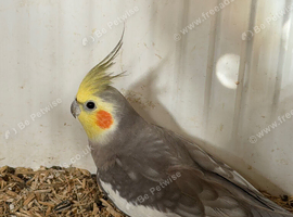 Cockatiel