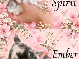 Mini Lop Babies