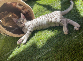 Beautiful female silver bengal