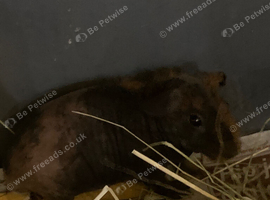 8 week old skinny pig black & ginger female