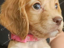 7 working cocker spaniel puppies