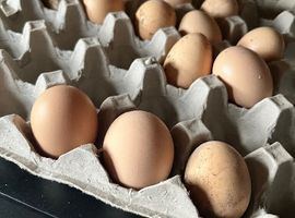 Silkies- fertile eggs for hatching