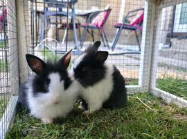 Baby bunnies - ready in 3 weeks