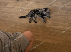 11 week old long haired male kitten