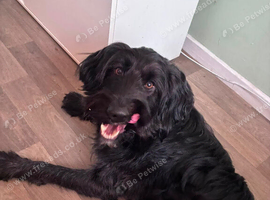 Bordoodle is looking for a forever home