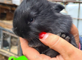 Lionhead x rabbit bunnies