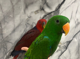 Handreared Baby Tame Eclectus Parrot,19