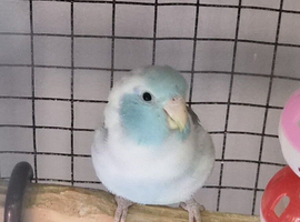 Beautiful celestial parrotlet