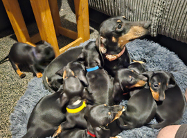Dashound puppies