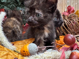 FLUFFY TORTIE FEMALE KITTENS TO RESERVE