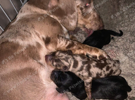 Stunning Miniature Dachshund Puppies