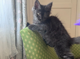 Maine Coon Active Registered Kittens &ndash; Ready Now