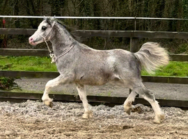 Flashy 2025 Colt by Dyfed Rhodri