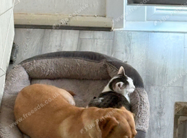 Looking to rehome