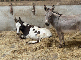 2 lovely mini donkeys!