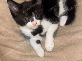 3 kittens all boys