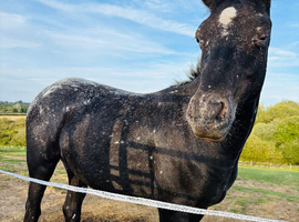 Stunning snowflake Appaloosa colt