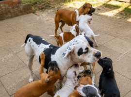 Beautiful puppies