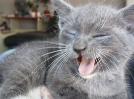 3 x kittens 7weeks old