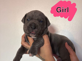 Cane corso x puppies