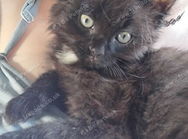 Ragdoll cross tabby cat