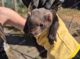 Eu polecats for sale