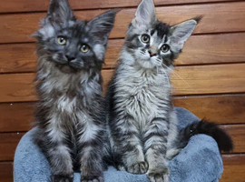 Pedigree Maine Coon Kittens for sale