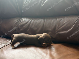 Mini dachshund puppies