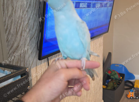 Blue baby fully hand tame ringneck