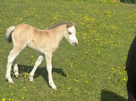 Dun Filly Foal