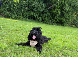 Cockapoo girl