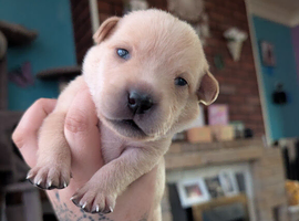 7 gorgeous lab pups ready in July