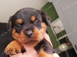 Beautiful Rottweiler Pups
