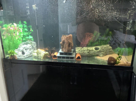Full aquarium set up