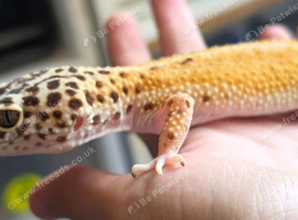 Female 2024 leopard gecko