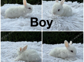 Mini lop baby&rsquo;s